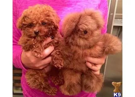 RED MALTIPOOS FOR SALE tel..9495058192 available Maltipoo puppy located in Orange ca